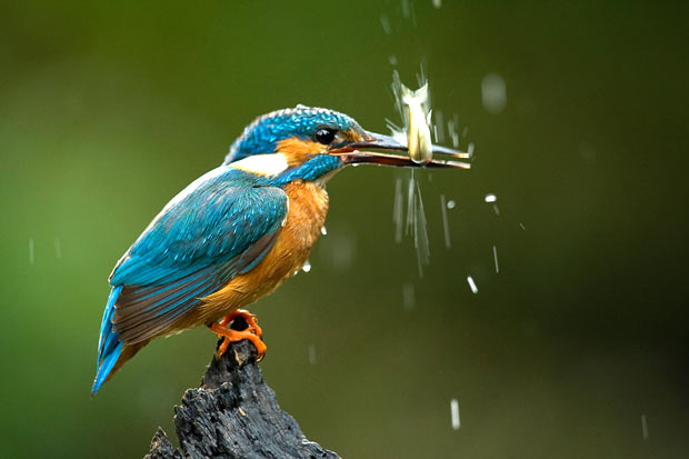 fish-flapping_1600105i.jpg