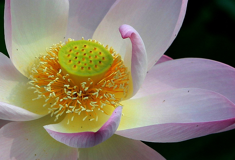 花蕊1.jpg