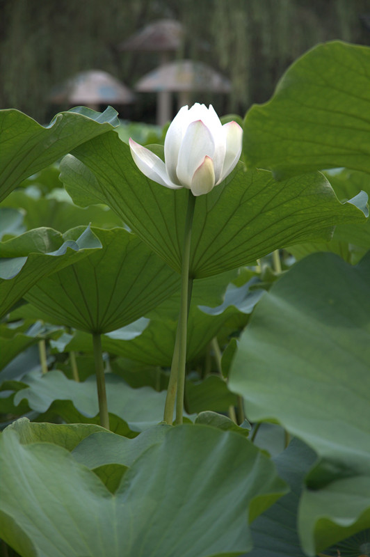 IMG_3335_副本.jpg