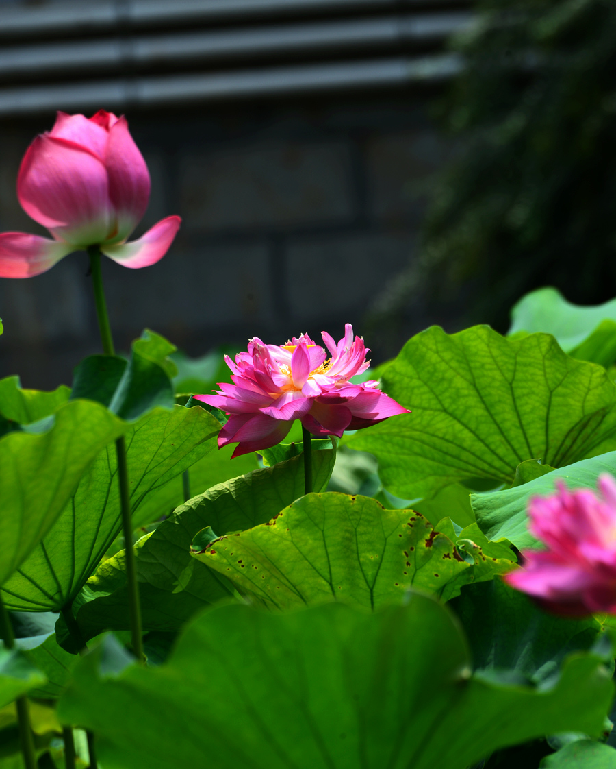 2013D600拍摄（6-7）月份 2997.JPG