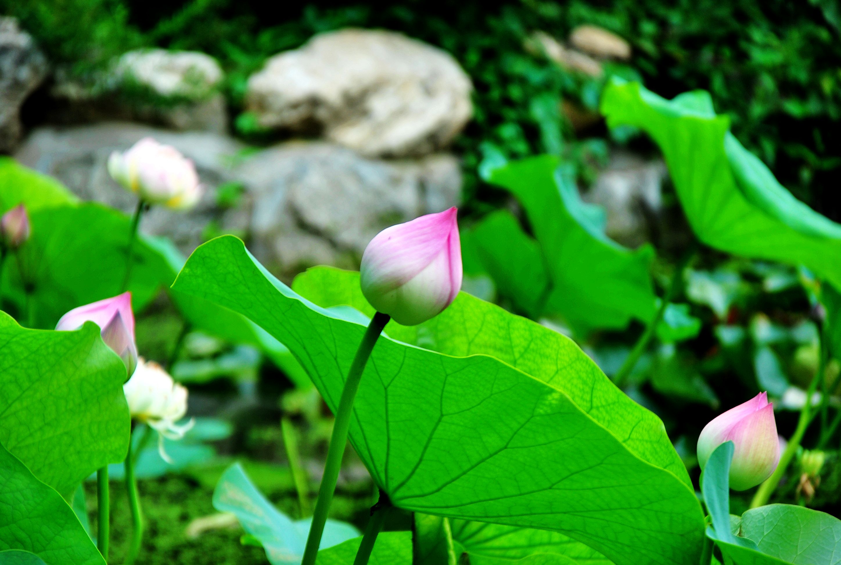 DSC_0877.jpg