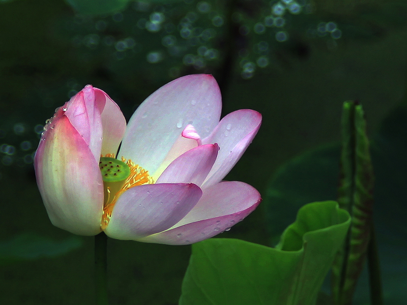 荷花11.jpg