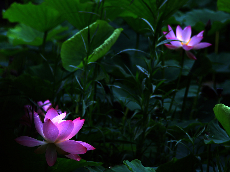 荷花2.jpg