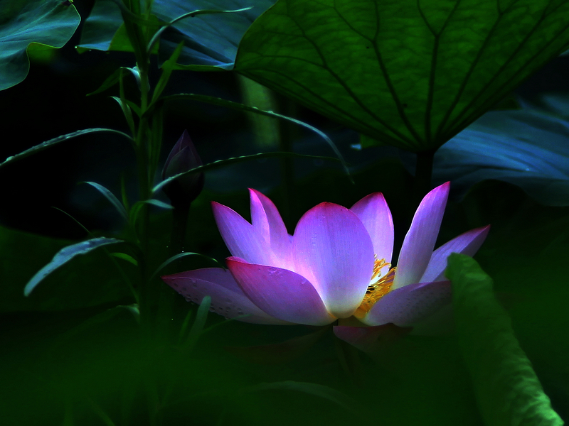 荷花3.jpg
