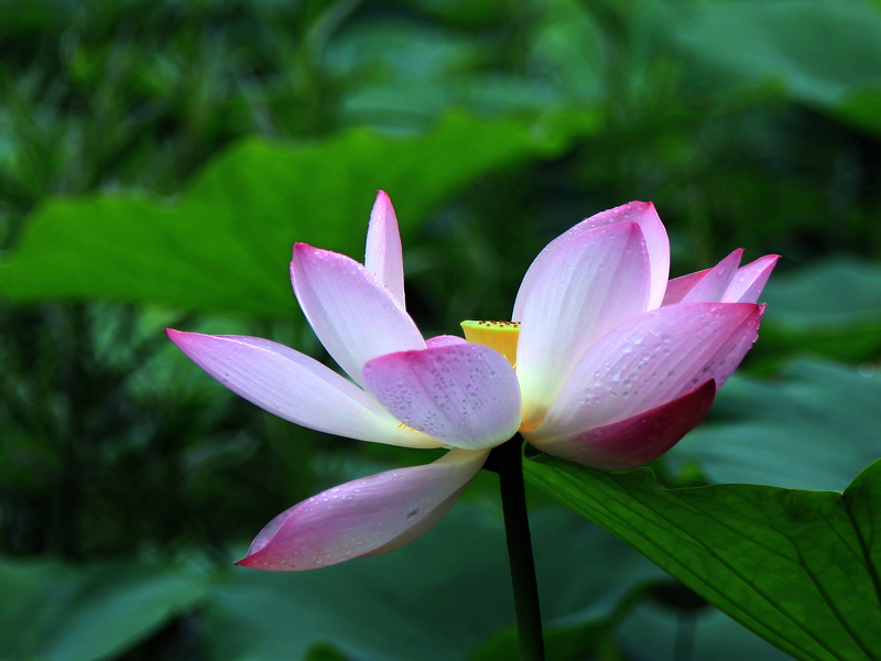 荷花5.jpg