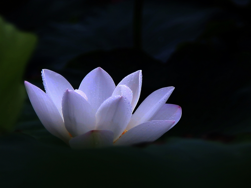 荷花9.jpg