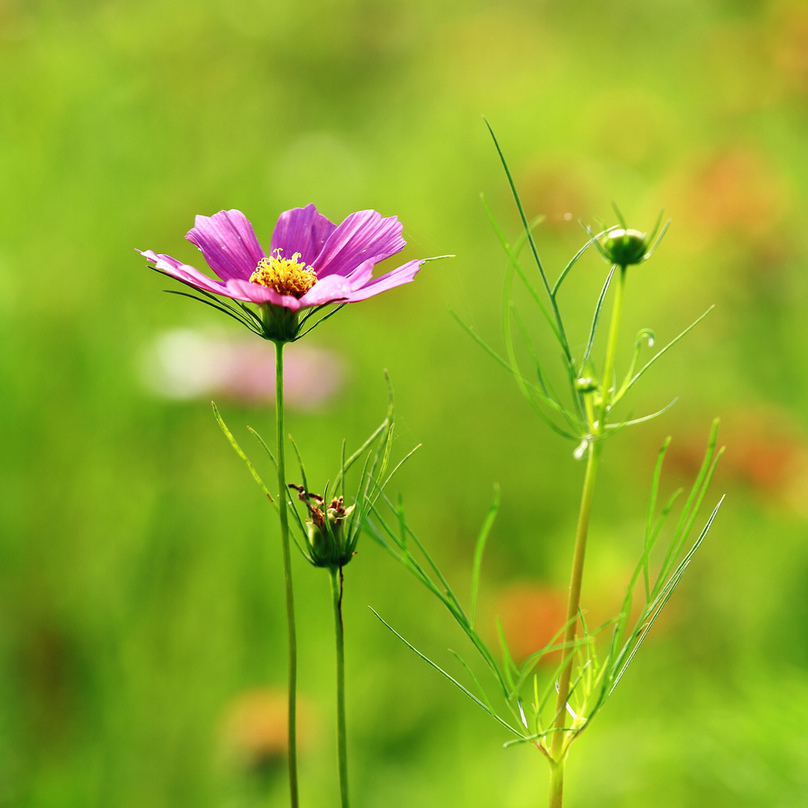 浐灞拍花10.JPG