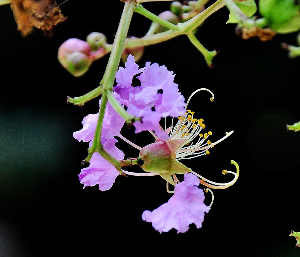 DSC_0887.jpg
