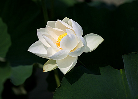 荷花 081_副本.jpg