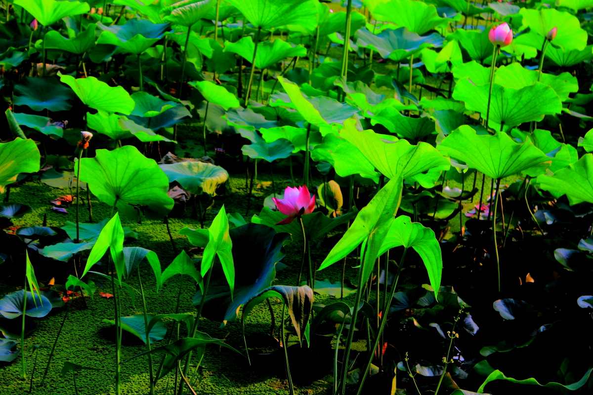 _MG_2939123.JPG