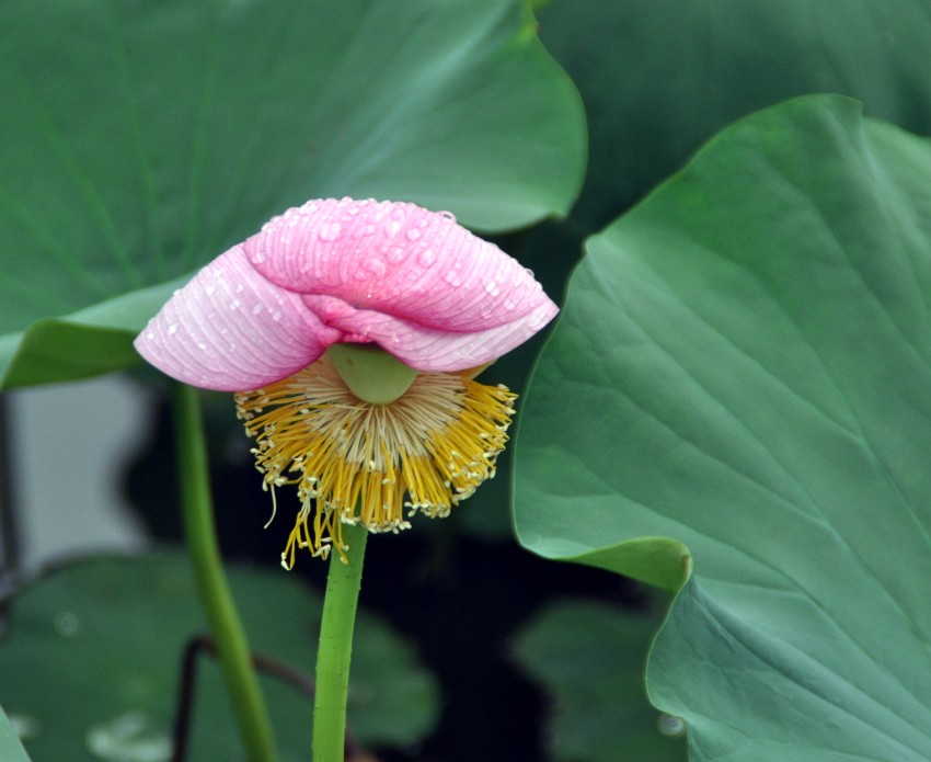 DSC_0816_conew1.jpg