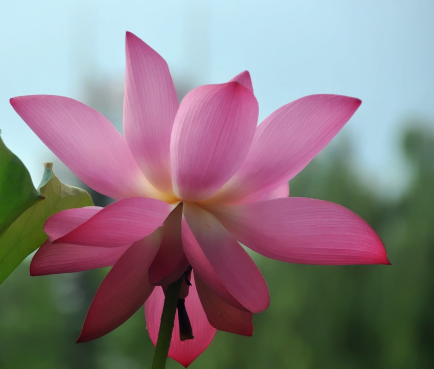 DSC_0827_conew1.jpg