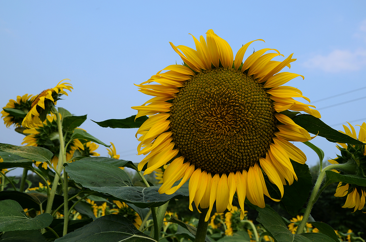 DSC_8141.jpg