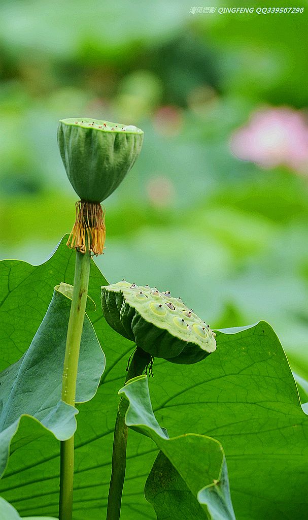DSC_8091_副本.jpg