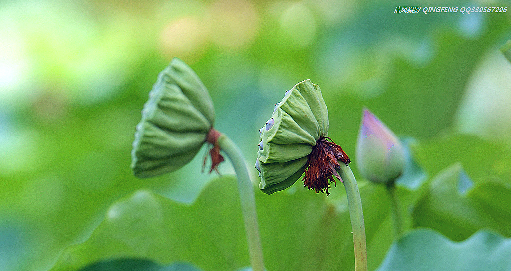 DSC_8136_副本.jpg