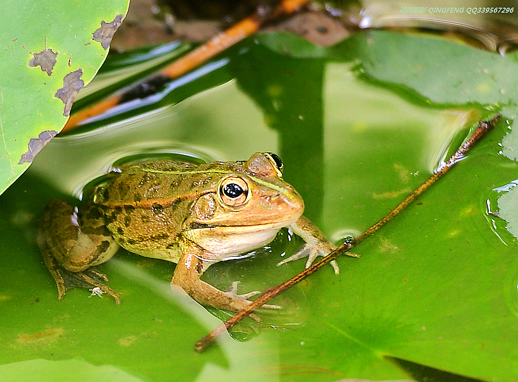 DSC_8142_副本.jpg