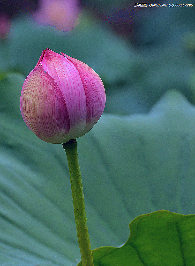 DSC_7971_副本.jpg