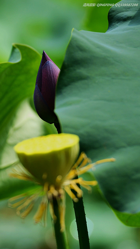 DSC_8106.jpg
