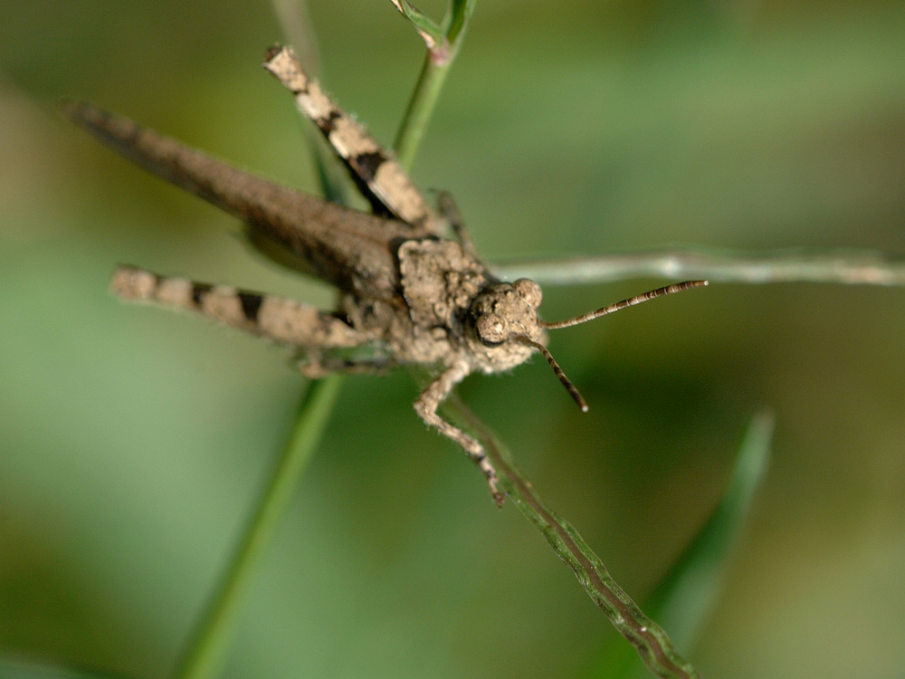 D2X_8857.jpg
