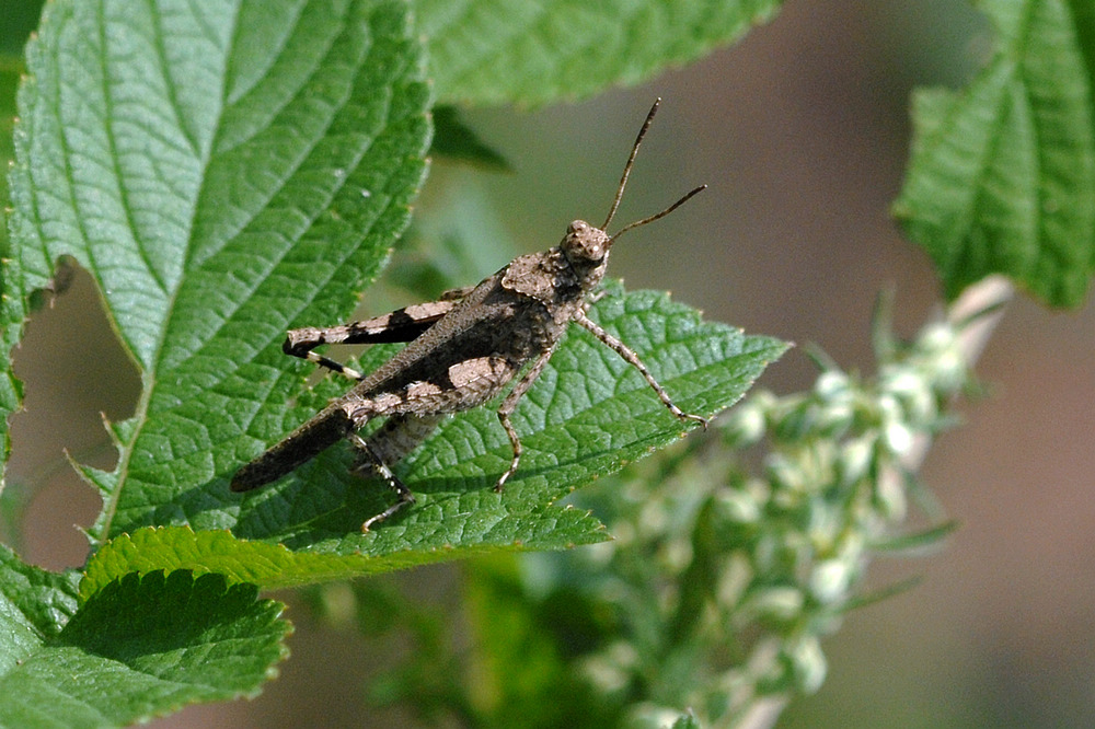 D2X_9015.jpg