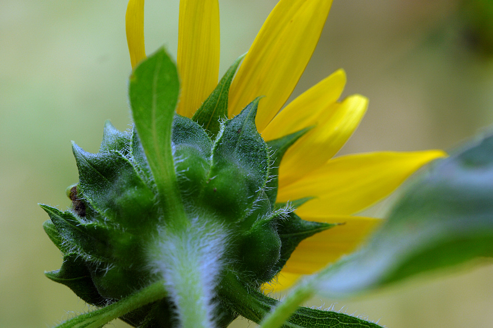 D2X_9022.jpg