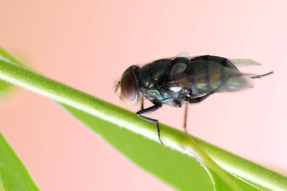D2X_9053-2.jpg