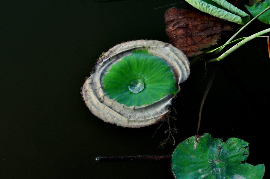 DSC_0132222.jpg