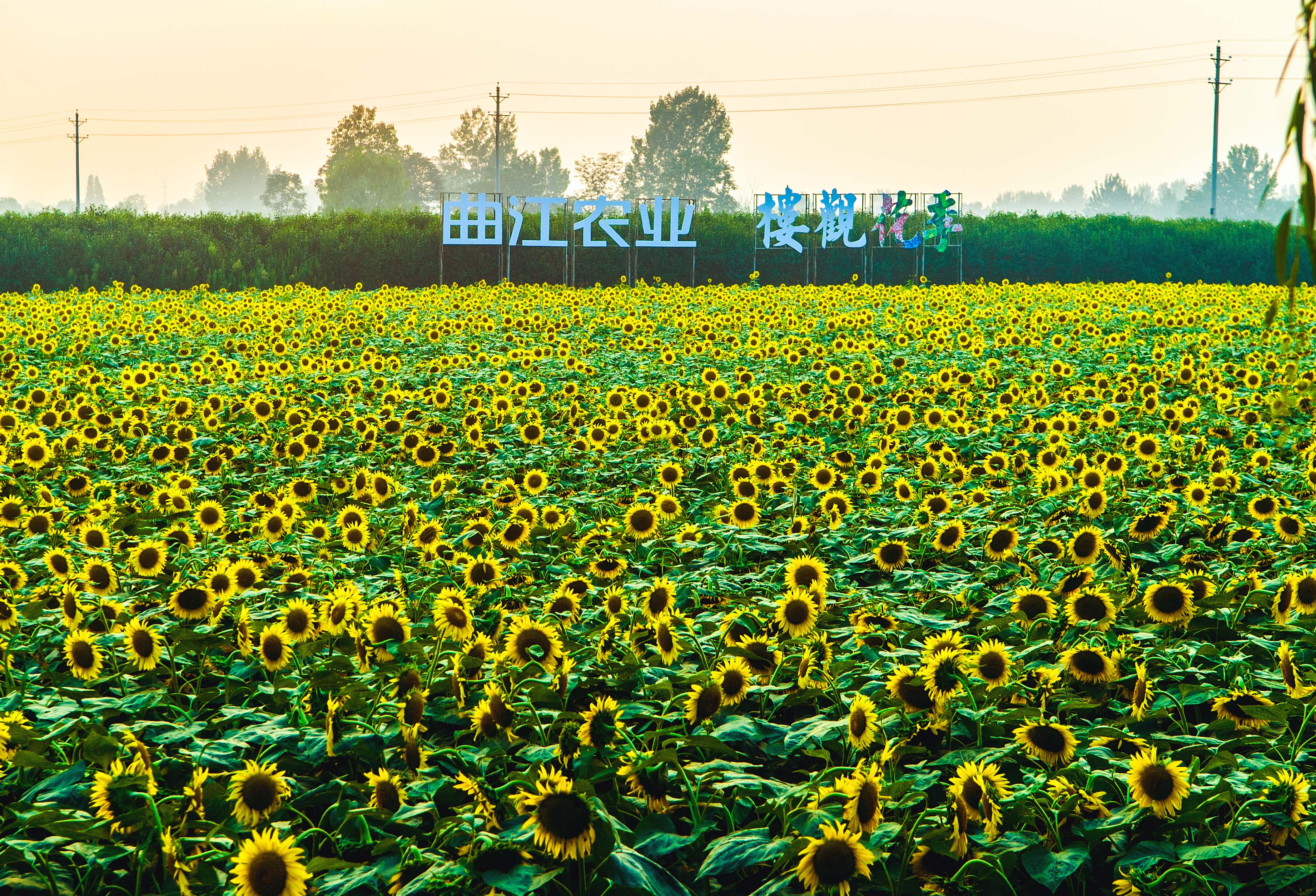 楼观花季园_8047副本.jpg