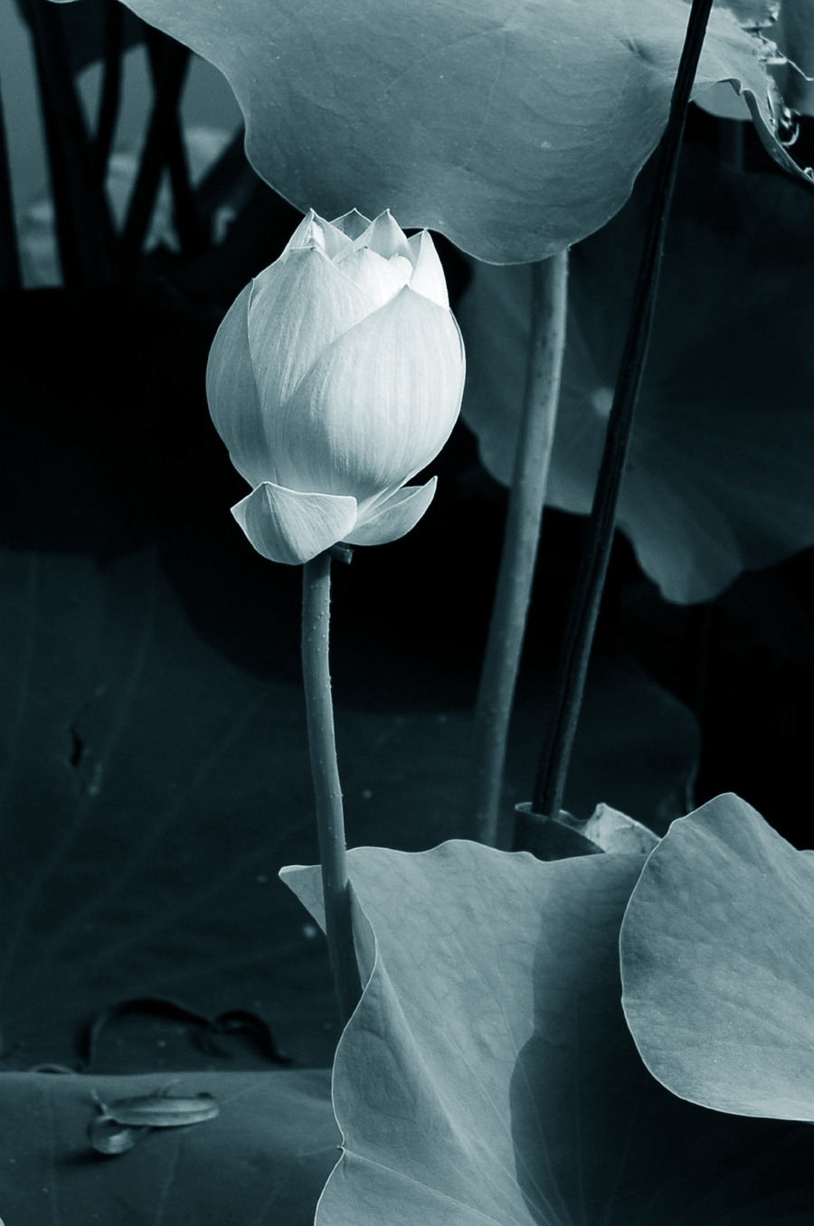 DSC_0034.JPG