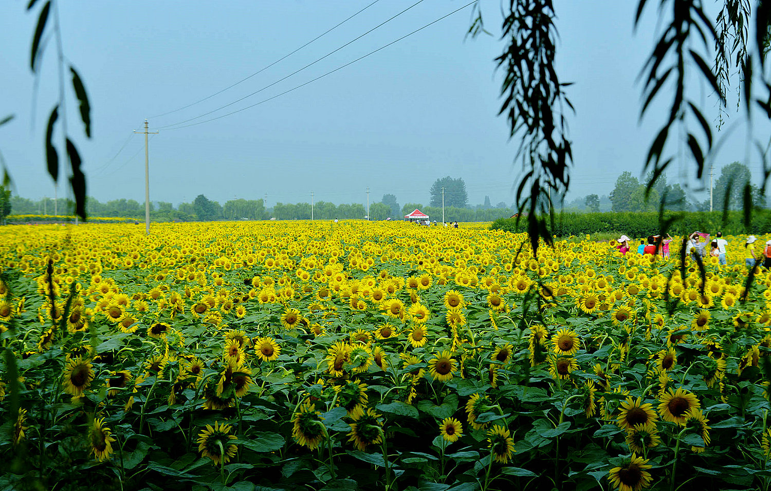 DSC_5968_1_副本.JPG