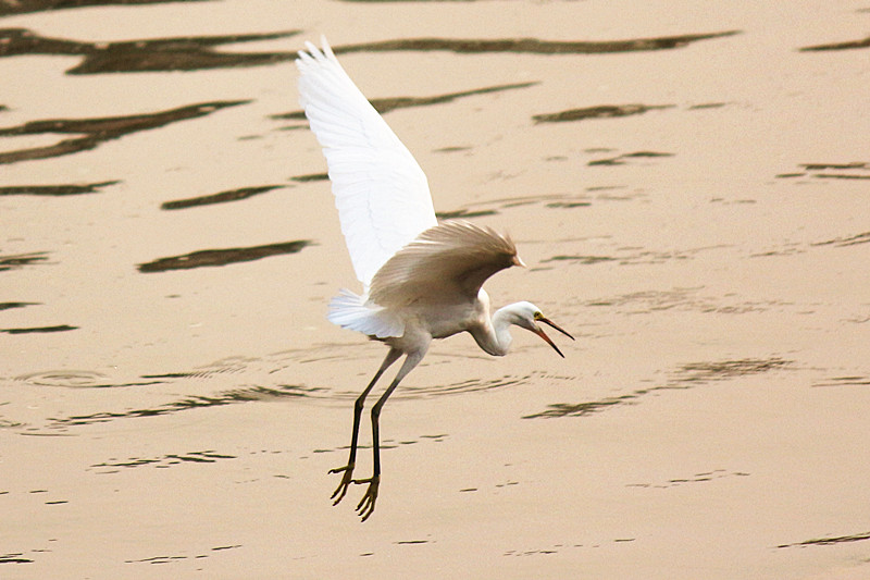 IMG_6660_副本.jpg