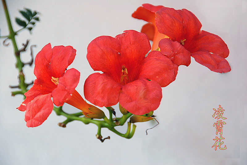 凌霄花.jpg
