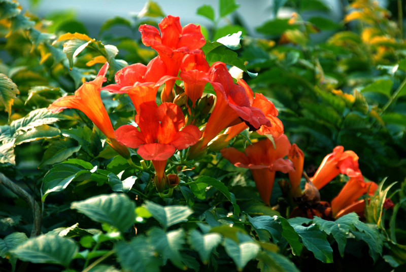 凌霄花 (9).jpg
