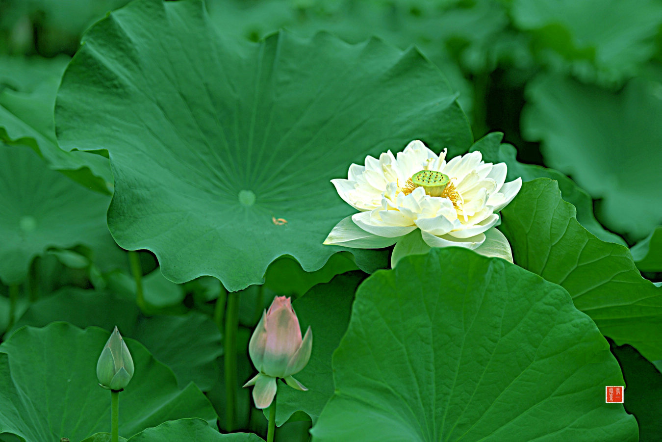 DSC_5902_副本.JPG