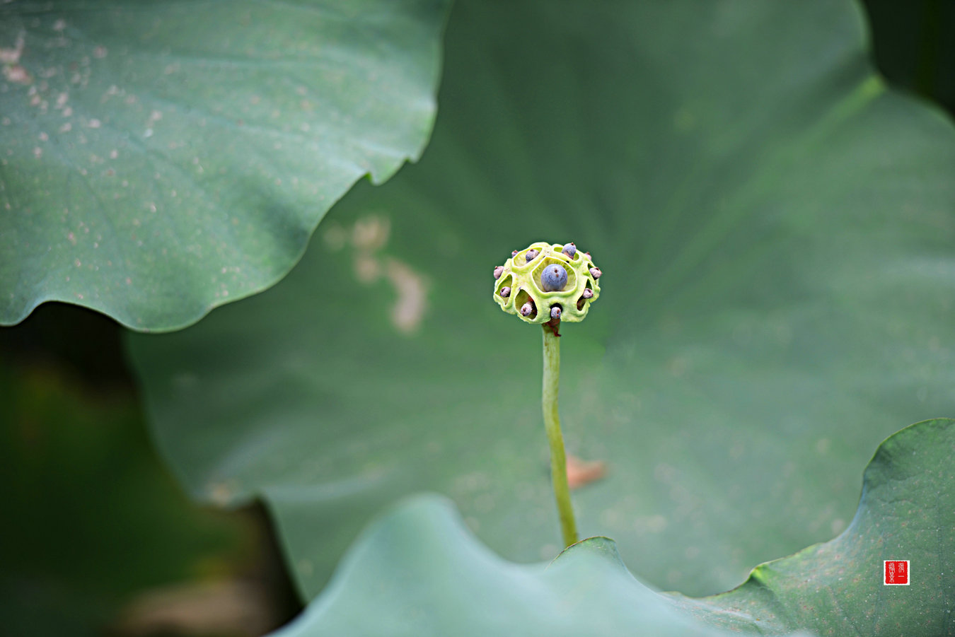 DSC_5909_副本.JPG