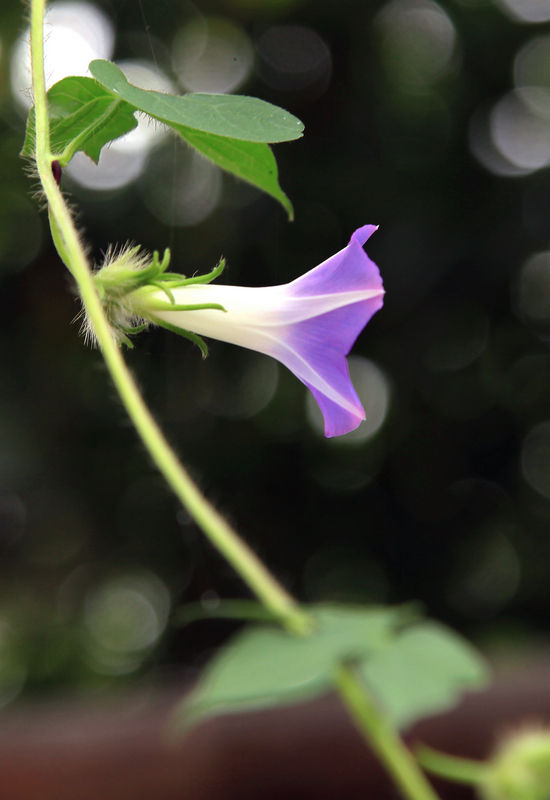 牵牛花9.jpg