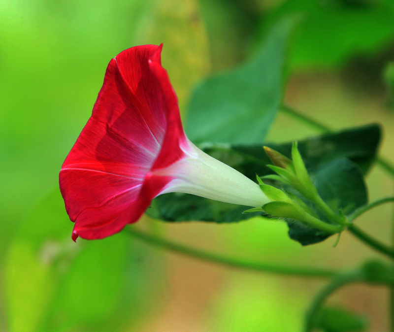 牵牛花0.jpg