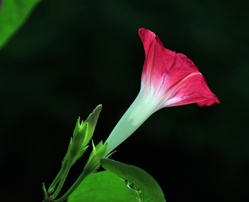 牵牛花3.jpg