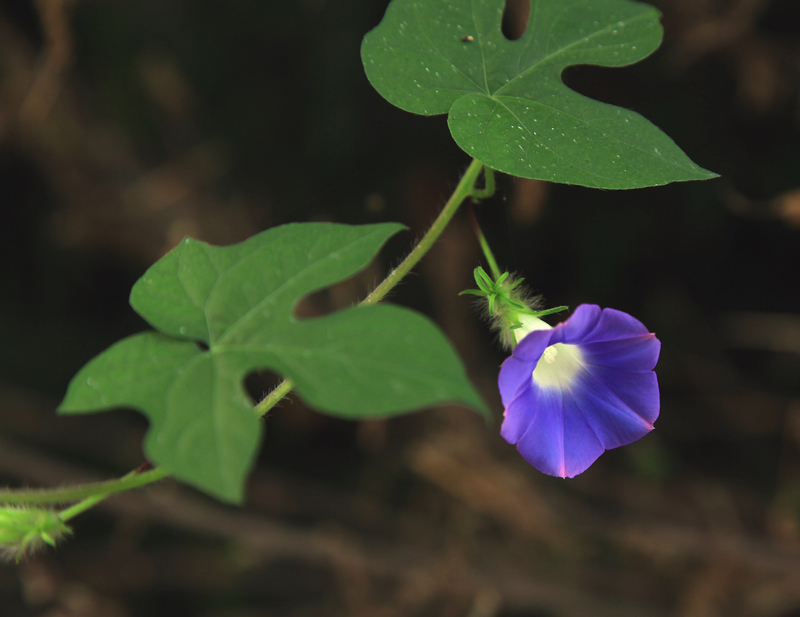 牵牛花4.jpg
