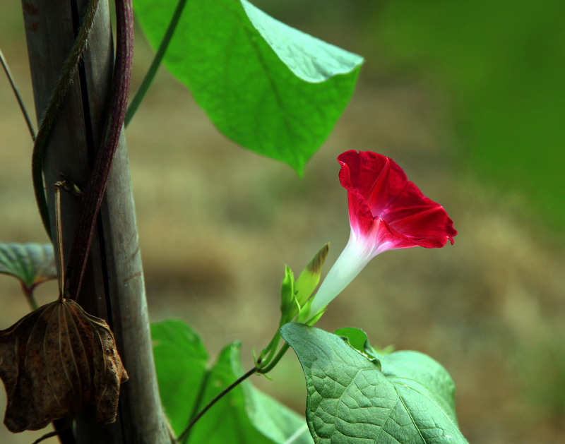 牵牛花7.jpg