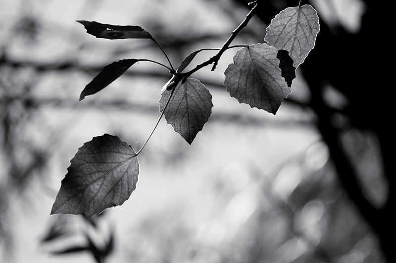 IMG_6837_副本.jpg