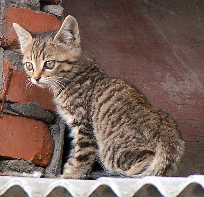 猫发.JPG
