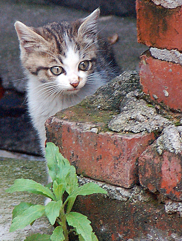 猫发 (1).JPG