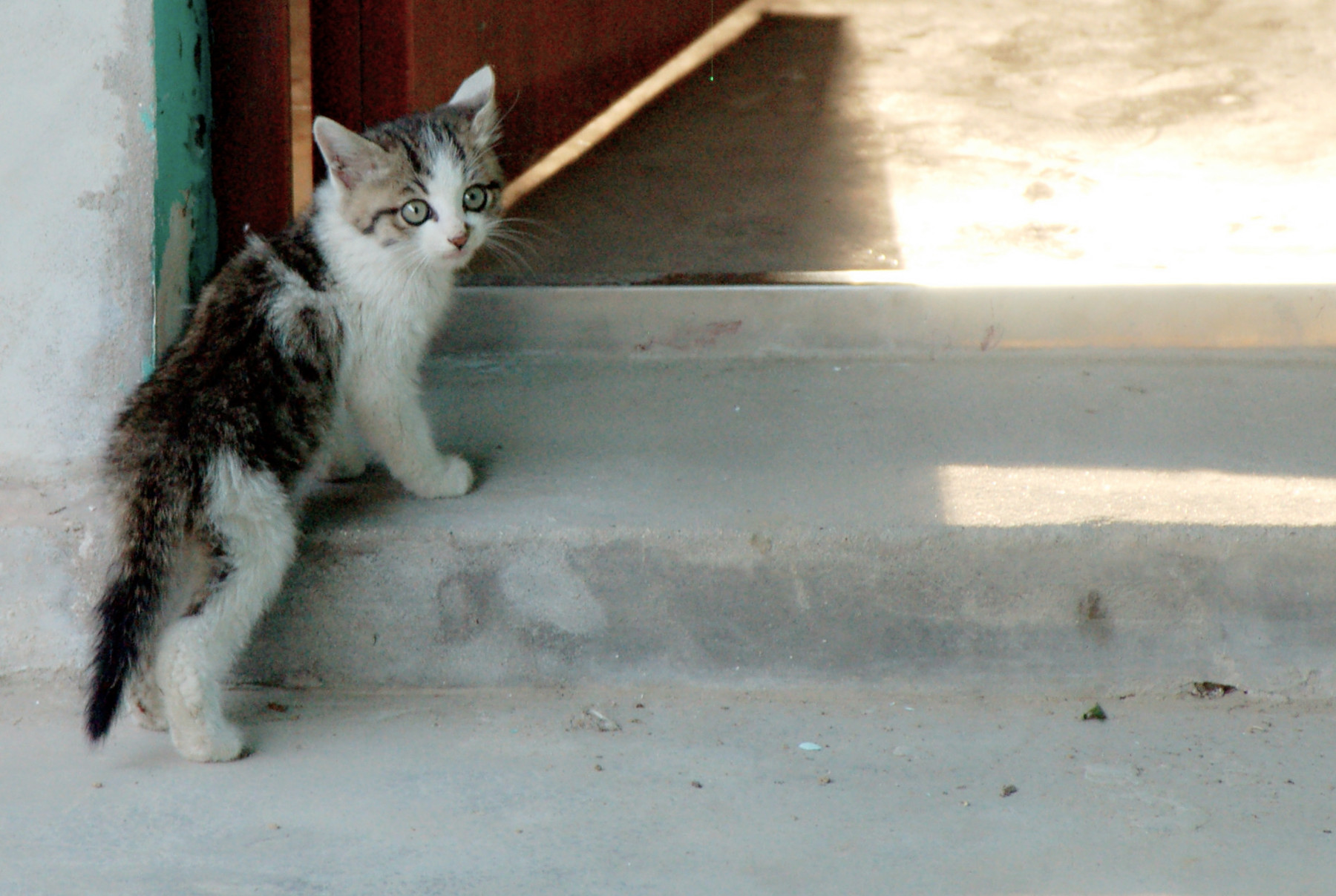 猫发 (2).JPG