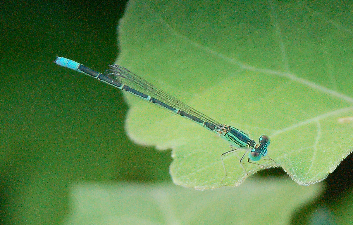 蜻蜓发 (9).jpg