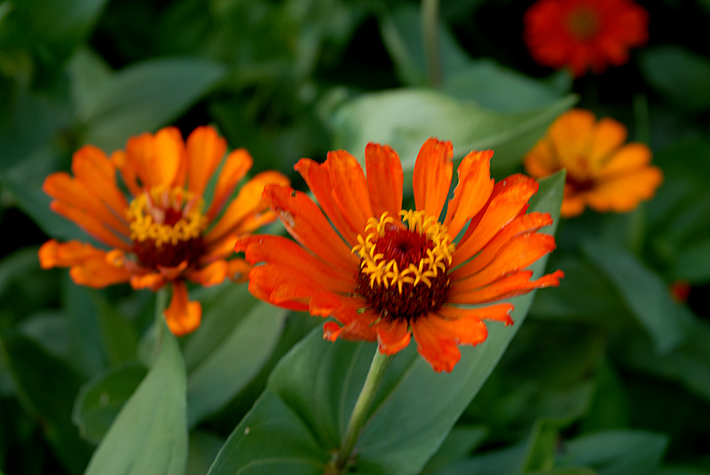 花卉 (10).jpg