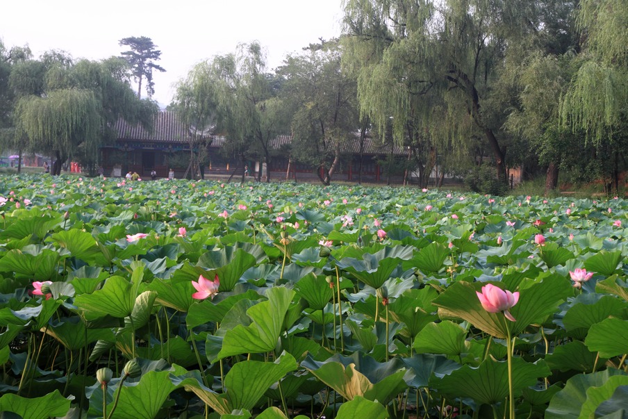 植物园256.jpg