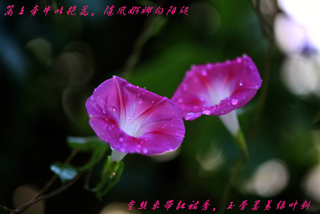 7K8A2267.jpg