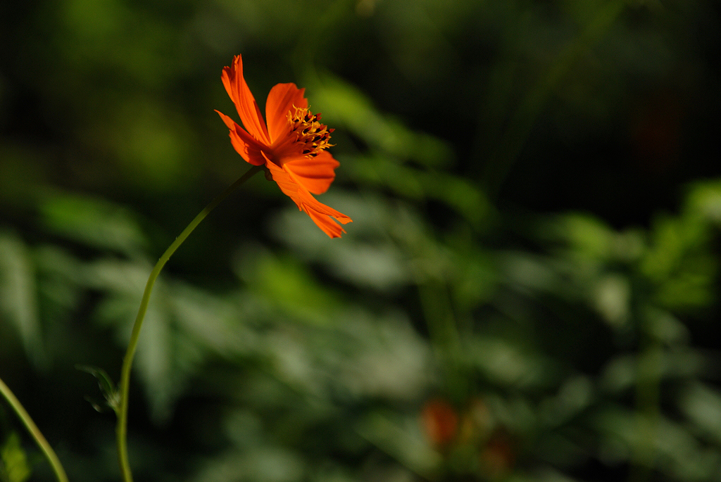 DSC_0111.JPG