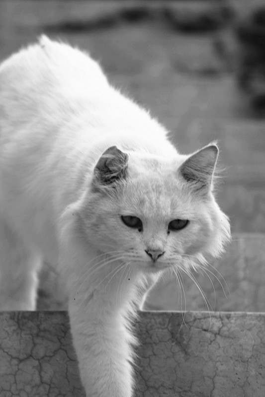 IMG_7699_副本.jpg